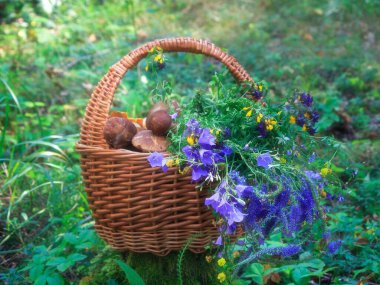 Ormanda mantarlı sakin bir hayat