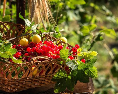  Dışarıdaki sepetin içinde üzümlü üzümle hayat