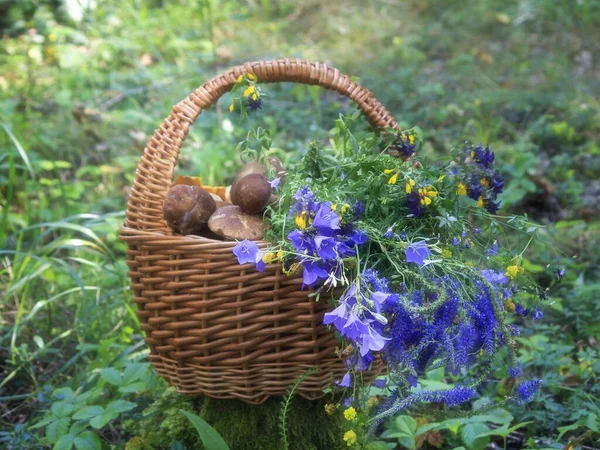 Natura Morta Con Funghi Una Foresta — Foto Stock