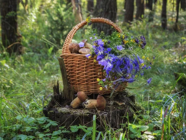 Natura Morta Con Funghi Una Foresta — Foto Stock