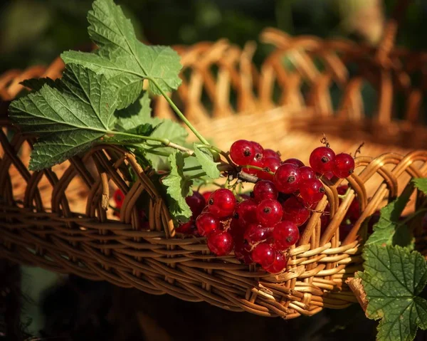 Zátiší Červeným Rybízem Košíku Venkovní — Stock fotografie