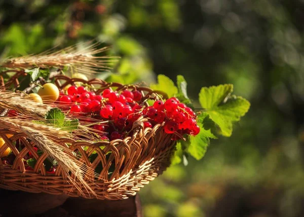 Nature Morte Avec Groseille Rouge Dans Panier Extérieur — Photo