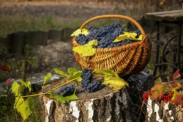 Natura Morta Con Raccolto Frutta Giardino — Foto Stock