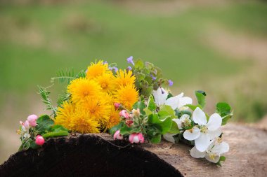 Ağaç kütüğünde bir buket karahindiba.