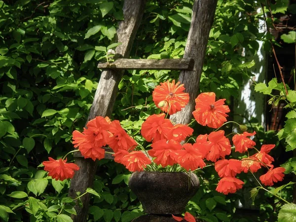 Nature Morte Avec Bouquet Pavot Rouge Dans Vieux Pot Fer — Photo
