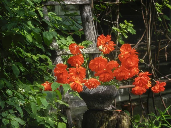 Nature Morte Avec Bouquet Pavot Rouge Dans Vieux Pot Fer — Photo