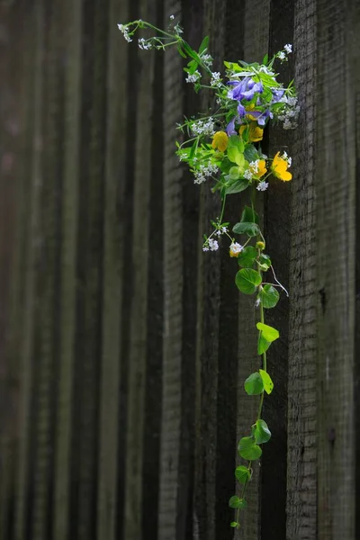 Buquê Flores Silvestres Uma Cerca Madeira — Fotografia de Stock