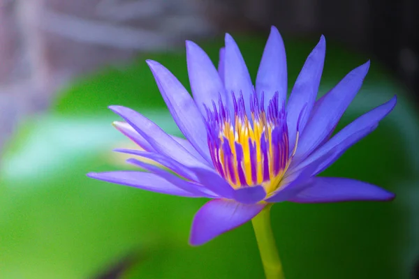 Lotus ve su yapraklarda kadar yakın. Seçici odak.