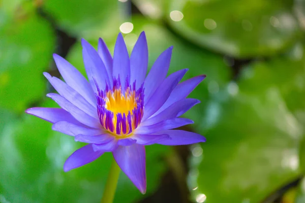 Lotus ve su yapraklarda kadar yakın. Seçici odak.