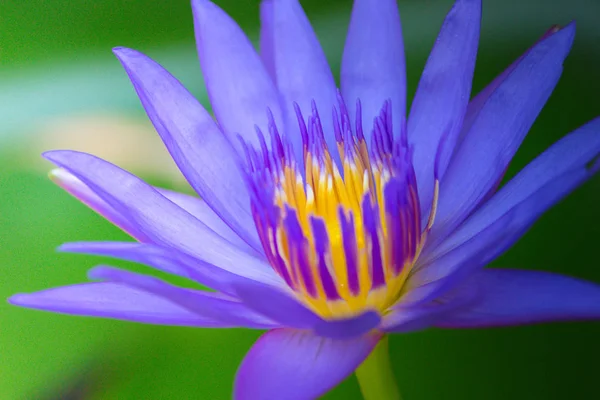 Lotus ve su yapraklarda kadar yakın. Seçici odak.
