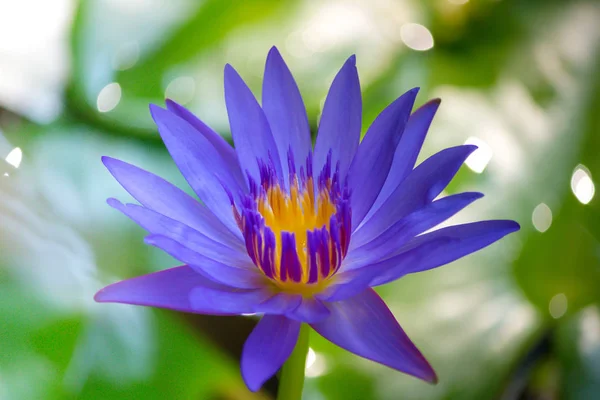Lotus ve su yapraklarda kadar yakın. Seçici odak.