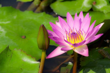 Pembe Lotus orta sarı çiçek doğa fotoğrafı..