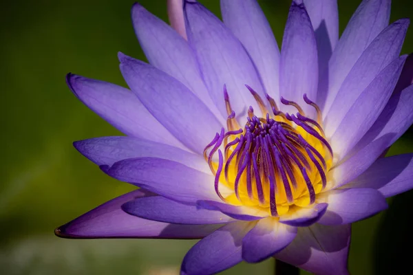 Mor Lotus orta sarı çiçek doğa fotoğrafı..