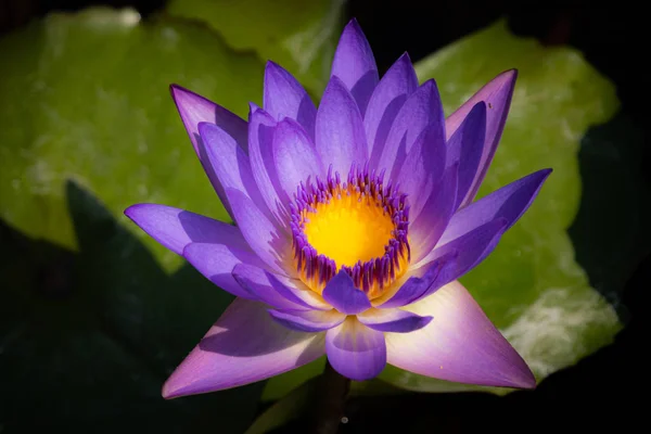 Mor Lotus orta sarı çiçek doğa fotoğrafı..