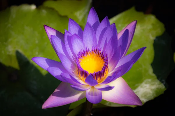 Mor Lotus orta sarı çiçek doğa fotoğrafı..