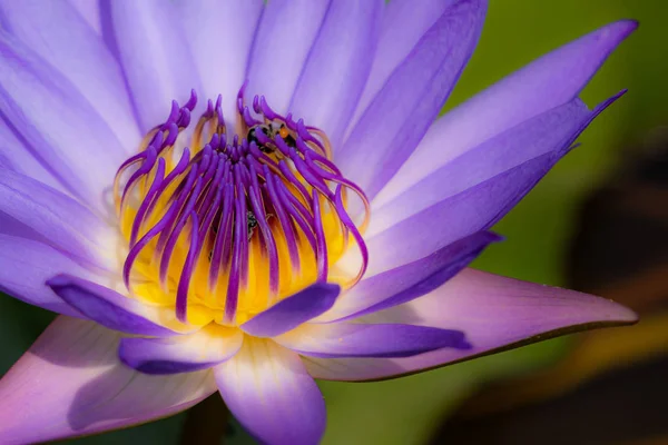Mor Lotus orta sarı çiçek doğa fotoğrafı..