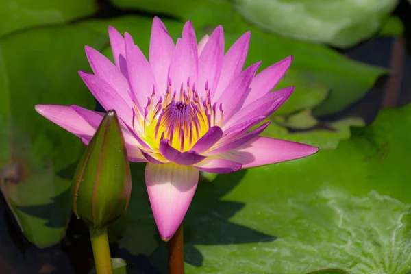 Pembe Lotus orta sarı çiçek doğa fotoğrafı..