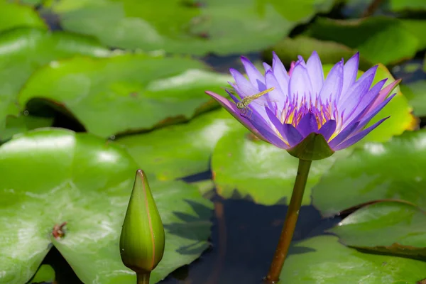 Mor Lotus Orta Sarı Çiçek Doğa Fotoğrafı — Stok fotoğraf