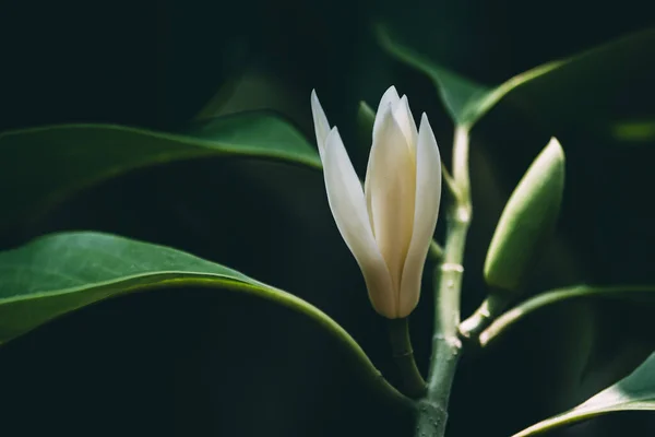 White Champaka flowers on the black background. Vintage flowers tone.