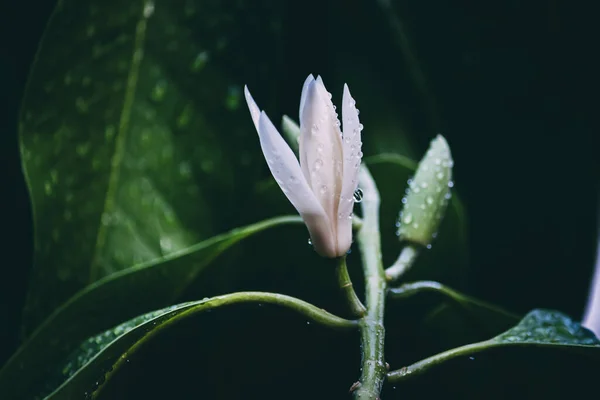 White Champaka flowers on the black background. Vintage flowers tone.