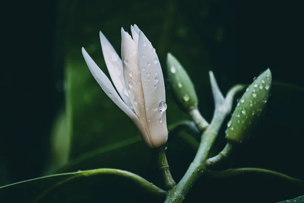 White Champaka flowers on the black background. Vintage flowers tone.