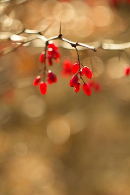Berberis kırmızı dut kaynak c vitamini.