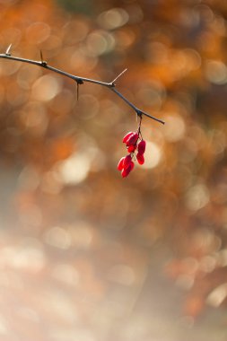 Berberis kırmızı dut kaynak c vitamini.