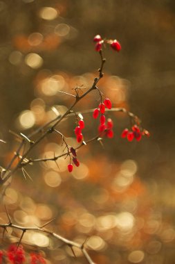 Berberis kırmızı dut kaynak c vitamini.