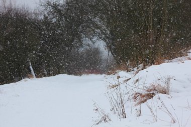 Karla kaplı ağaçlarla kaplı güzel kış manzarası