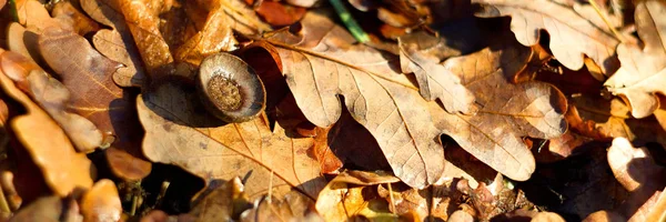 Hojas Otoño Suelo —  Fotos de Stock