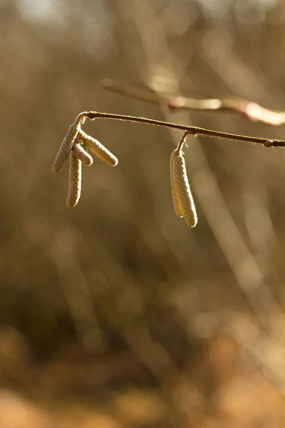 Αρνί Corylus Avellana Αρσενικό Ταξιανθία Από Φουντουκιά Ανοιξιάτικο Φόντο — Φωτογραφία Αρχείου
