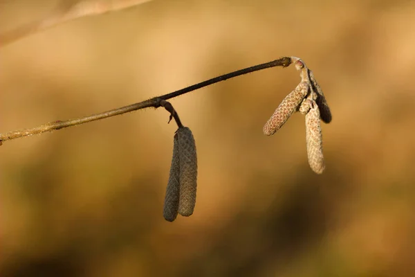 Lamb Corylus Avellana Mužský Květenství Lísky Jaro Pozadí — Stock fotografie