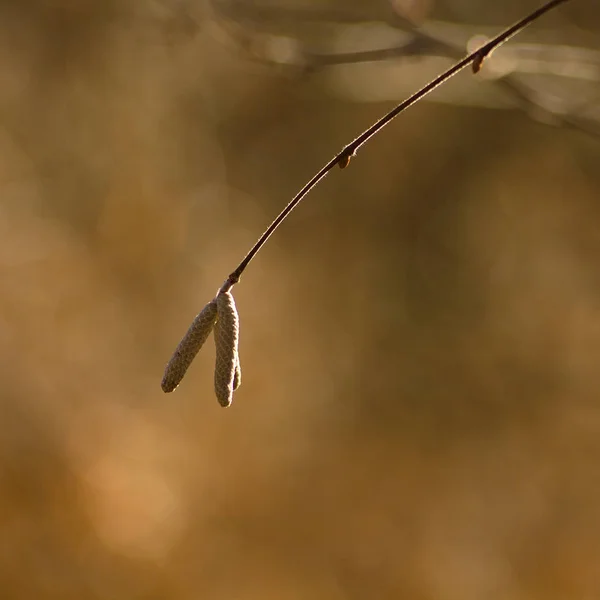 Αρνί Corylus Avellana Αρσενικό Ταξιανθία Από Φουντουκιά Ανοιξιάτικο Φόντο — Φωτογραφία Αρχείου