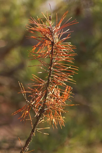 Primer Plano Una Rama Árbol —  Fotos de Stock