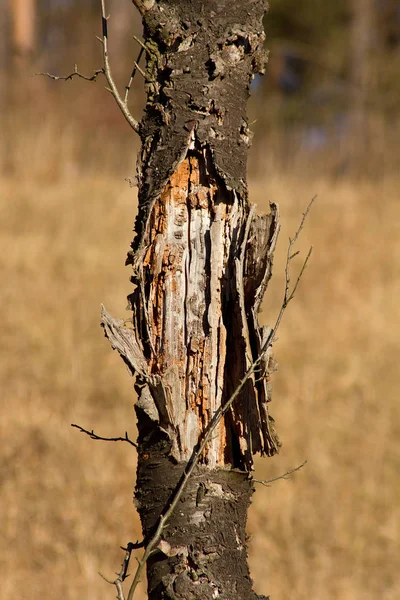 Cored Pohon Tua Pada Musim Semi Dan Latar Belakang Musim — Stok Foto