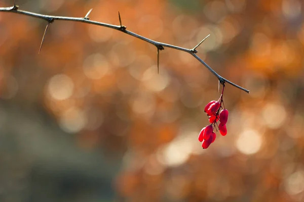 Berberis Baya Roja Fuente Vitamina — Foto de Stock