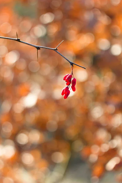 Berberis Baya Roja Fuente Vitamina —  Fotos de Stock