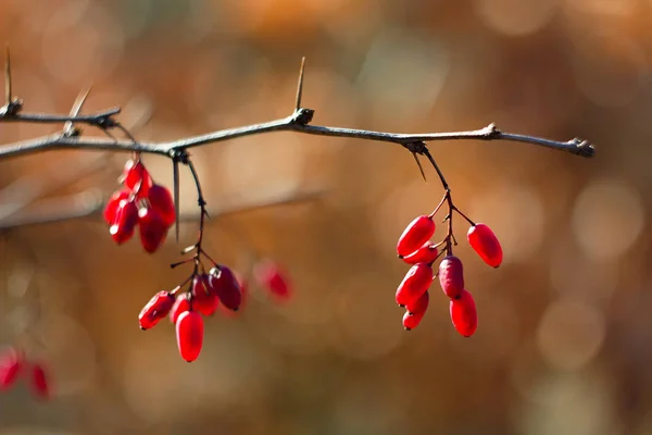 Berberis Červené Bobule Zdroj Vitaminu — Stock fotografie