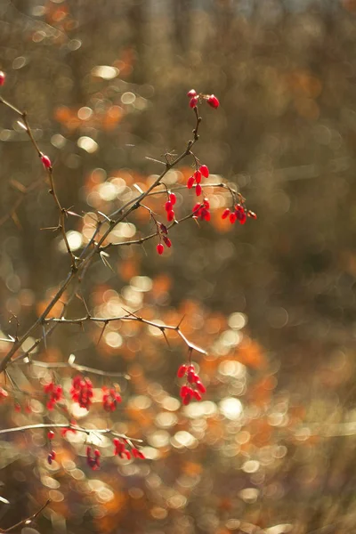 Berberis Rote Beere Quelle Von Vitamin — Stockfoto