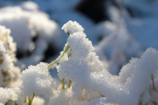 Příroda Pod Sněhem Čerstvé Bílé Vločky Pozadí — Stock fotografie