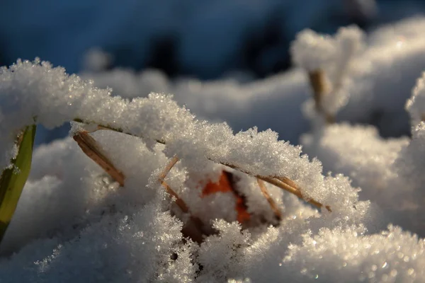 Natureza Sob Neve Flocos Neve Brancos Frescos Para Fundo — Fotografia de Stock