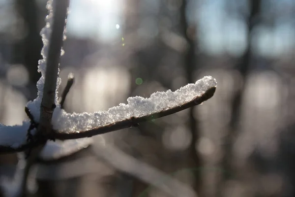 Beautiful Winter Background Snow Covered Tree Branch —  Fotos de Stock