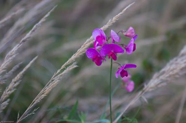 Bahçedeki güzel çiçek
