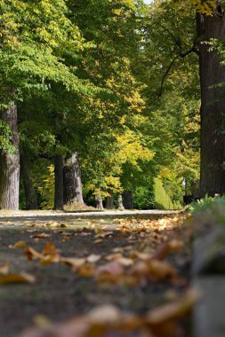 Sonbahar parkında renkli ağaçlar 