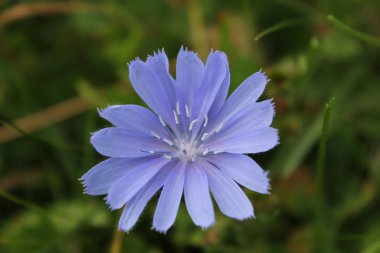 Bahçede mor ve mavi çiçekler