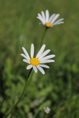 Beyaz Marguerite, bulanık arkaplanda papatya çiçeğinin yakın çekimi 