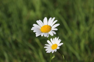 Beyaz Margueritler, yeşil tarlada papatya çiçeklerine yakın çekim 