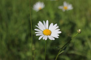 Beyaz Marguerite, bulanık arkaplanda papatya çiçeğinin yakın çekimi 