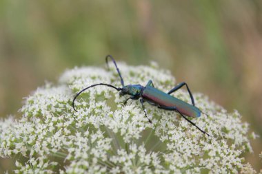 Vahşi doğada böceğe yakın çekim