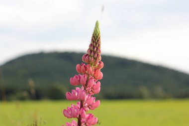 Bahçedeki güzel çiçek